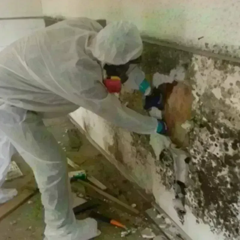 Mold Remediation and Removal in Gila Bend, AZ